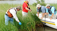 Gulf Restoration Efforts (Photo courtesy of NOAA)